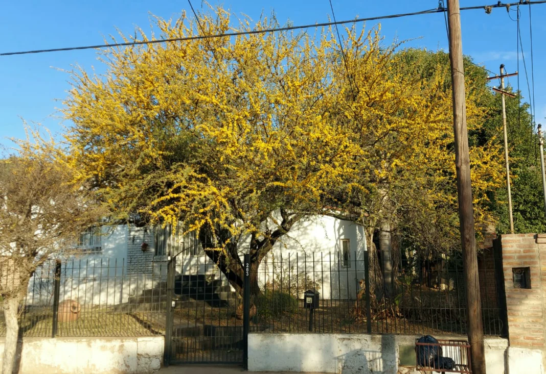 el-espinillo-en-el-jardin