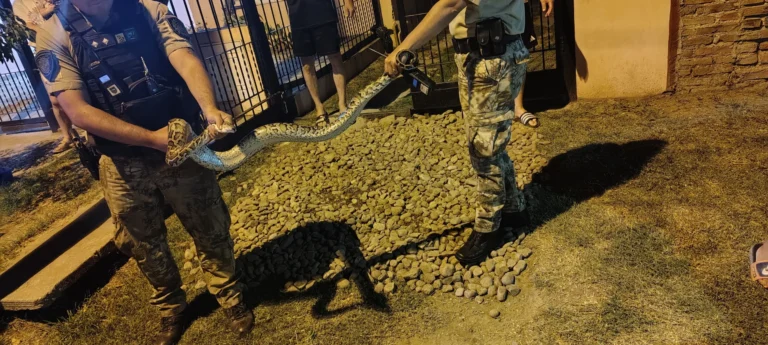 Capturaron una serpiente Pitón en el patio de una casa de barrio José Ignacio Díaz 4 sección