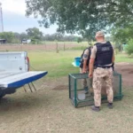 260113-en-diversos-operativos-policia-ambiental-rescato-una-garza-un-chimango-rapaz-y-un-carpincho