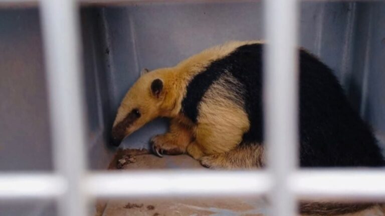 Un oso melero sorprendió a los vecinos de Charbonier