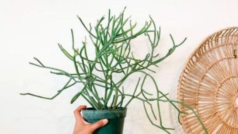 Planta lápiz: un cactus muy particular y superfacil de cuidar