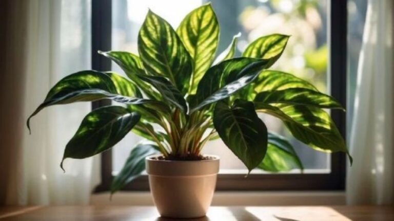 Aglaonema, la planta de interior fácil de mantener y llena de estilo