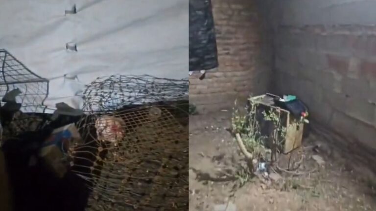 Grave: 20 detenidos y un niño de 12 años en riña de gallos