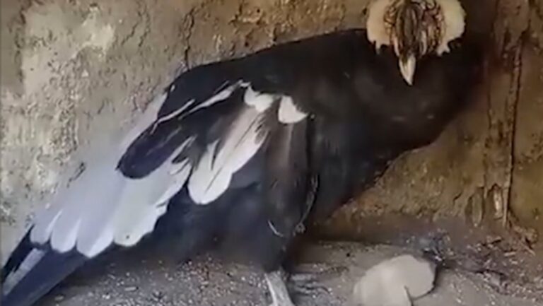 Un nuevo cóndor andino nació en Córdoba: Yuspe se prepara para desplegar sus alas