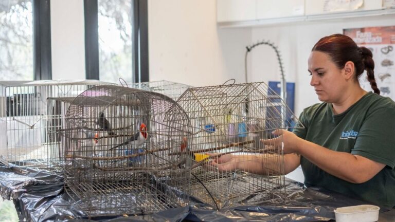 Córdoba liberó nuevas aves rescatadas y ya van 98 en 2025