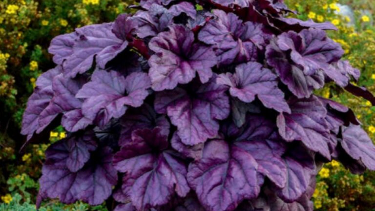 Heuchera: la planta resistente y decorativa que aporta color a tu hogar