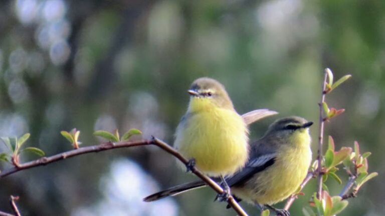 Global Big Day: Villa Carlos Paz se suma al día mundial de observación de aves