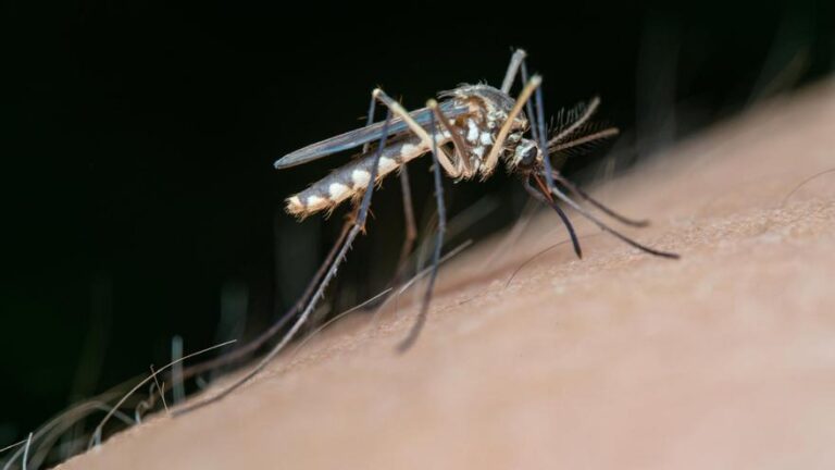 Confirmado el tercer caso de virus del Nilo en humanos en Andalucía