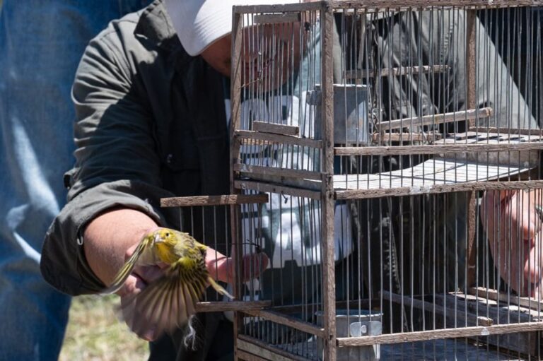 Liberaron 40 aves y un gato montés en Altos de Chipión tras su rehabilitación
