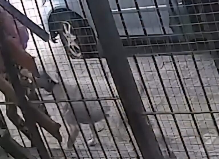 Habló el dueño del dogo: No encuentro palabras para pedir disculpas