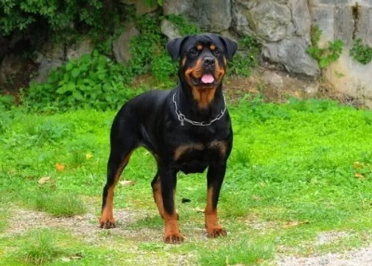 Un niño fue mordido en el rostro por un perro en Córdoba: debió ser operado