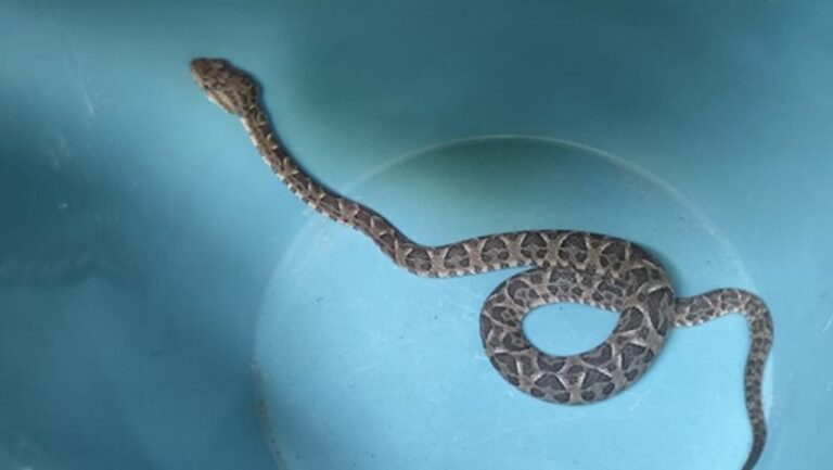 Interior de Córdoba: una vecina encontró una serpiente yarará en la cama