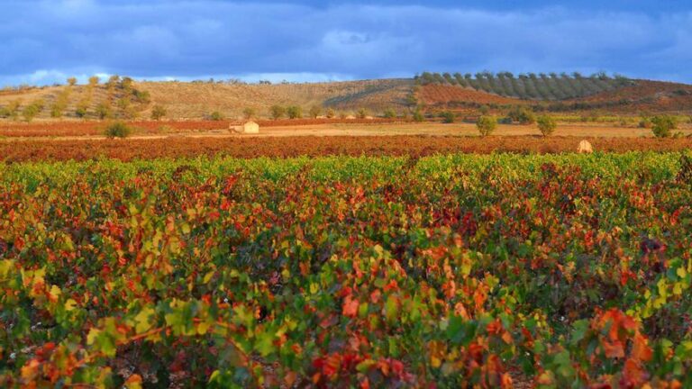 Cariñena (Zaragoza), un destino enoturístico imprescindible en el mapa de España