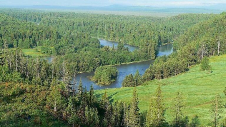 Los mayores bosques del planeta están moviéndose hacia el norte: este es el motivo