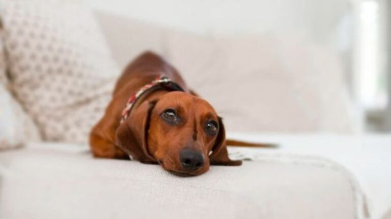 Cuáles son las razas de perros más cariñosas?