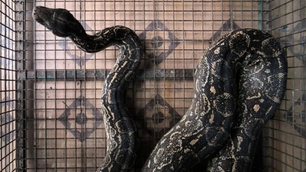 Efectivos de la Patrulla Ambiental de Córdoba durante el rescate de una boa constrictor.