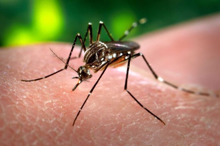 Acciones de prevención contra el mosquito Aedes aegypti en un patio cordobés